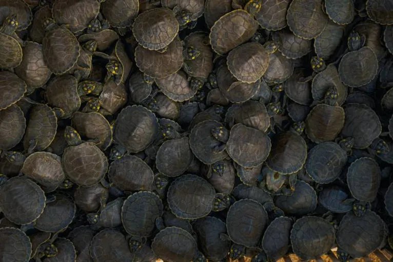 As tartarugas são fundamentais para o ecossistema amazônico