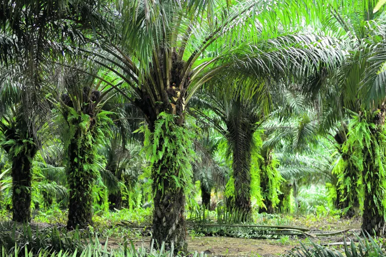 Grupo BBF cultiva mais de 60 mil hectares de palma