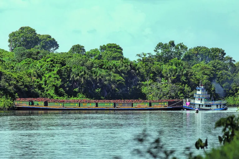 Palma de óleo (fruto) sendo transportado na balsa