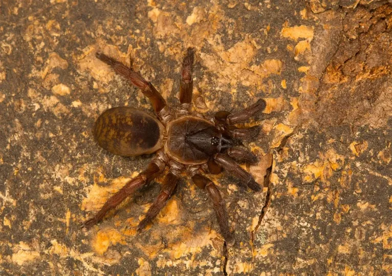 As aranhas de alçapão com patas de cerdas desenvolveram vários recursos, como cerdas nas patas que lhes permitem escalar superfícies lisas.