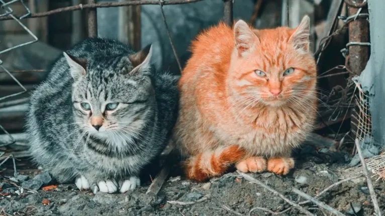 A polícia e as autoridades agrícolas enviaram os gatos para um abrigo próximo