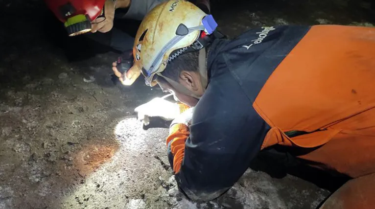 Pará - Animal em extinção de 1 mm é encontrado apenas em caverna no PA. Cientistas buscam sensibilizar comunidades para conservação de bichinho.