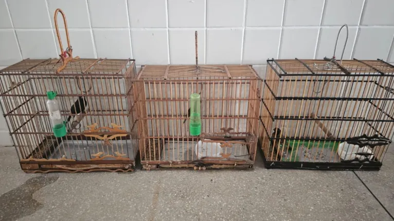Três pássaros da espécie Curió foram encontradas na casa de Coruja