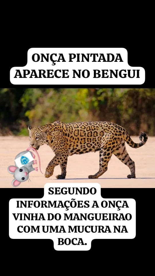 Não teve Doca! Veja os memes da derrota do Paysandu