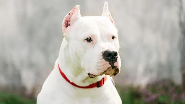 Dogo Argentino