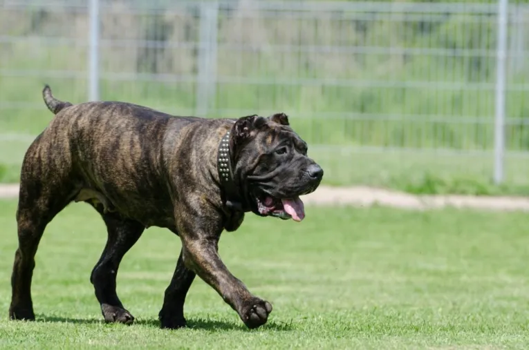 Dogo canário