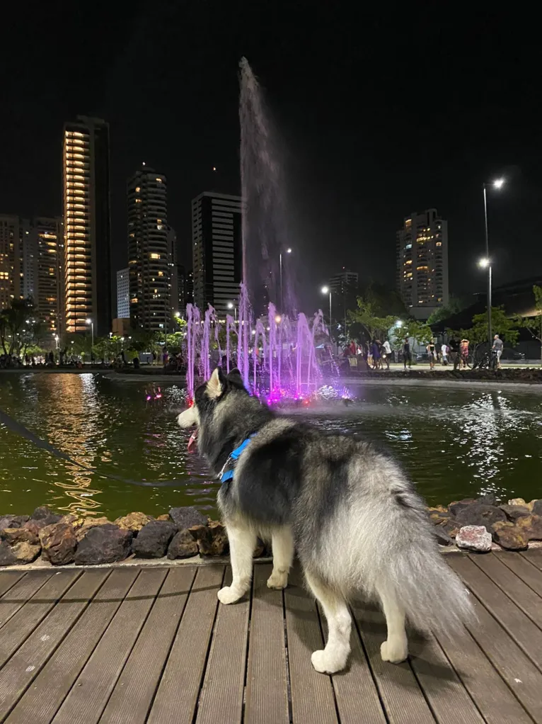 Atenção nos passeios com os peludos