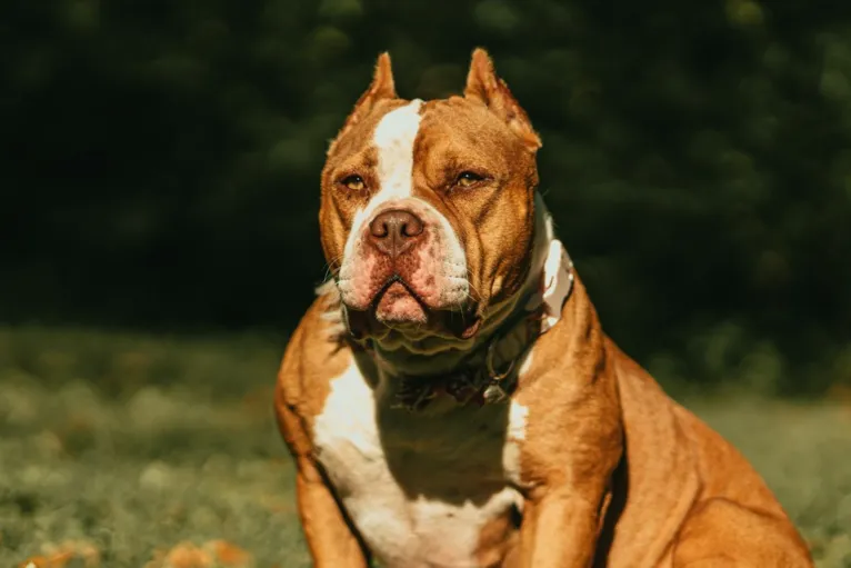 American Bully XL serão banidos da Inglaterra e do País de Gales.