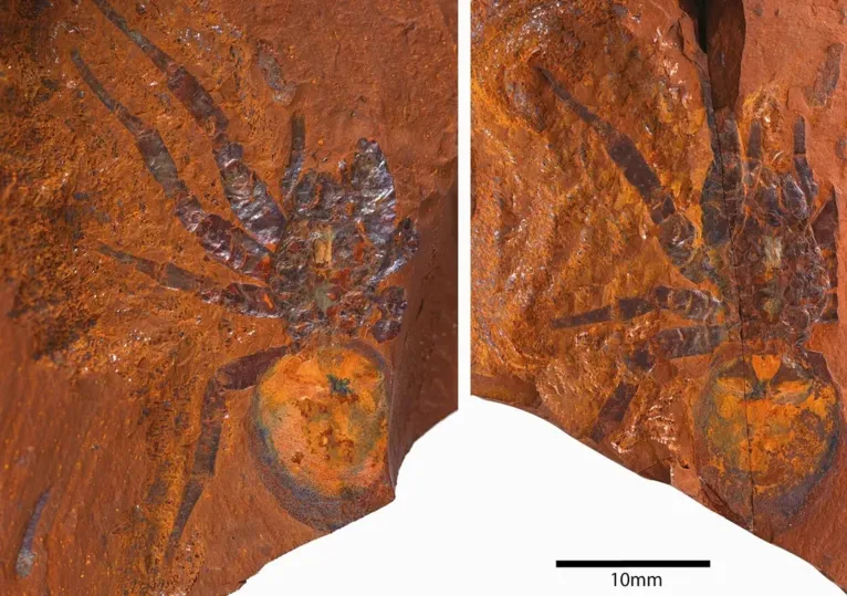O fóssil mostra que esta linhagem já ocupou habitats da floresta tropical mésica da Austrália, mas desde então foi substituída por outras aranhas.