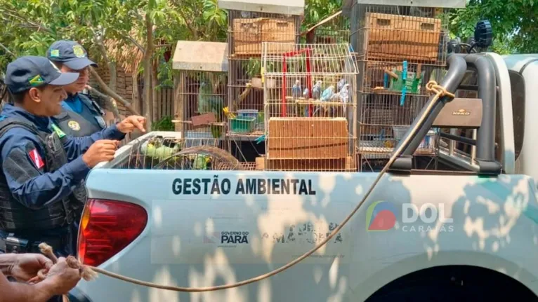 A apreensão dos pássaros foi realizada com o apoio da Guarda Municipal