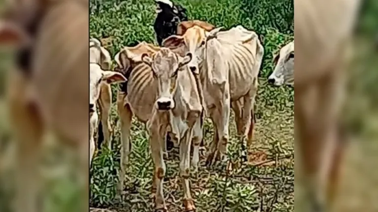 O dono dos cinco bovinos foi multado em R$ 15 mil por maus-tratos a animais.