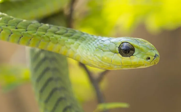 A cobra boomslang, que hoje em dia habita as savanas da África subsaariana, pode ter vivido no Egito Antigo e estar descrita no papiro como “grande cobra de Apophis”