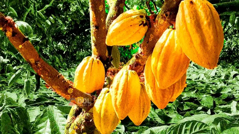No Pará, o fruto é uma potência econômica