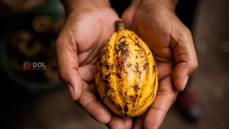 Mercado de cacau está crescendo