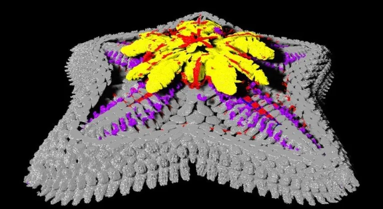 Uma digitalização 3D mostra o esqueleto (cinza), o sistema digestivo (amarelo), o sistema nervoso (azul), os músculos (vermelho) e o sistema vascular da água (roxo)
