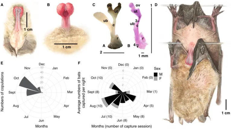 O comportamento de acasalamento de Eptesicus serotinus não implica intromissão e a atividade de verão em torno de locais subterrâneos não coincide com o pico das cópulas.