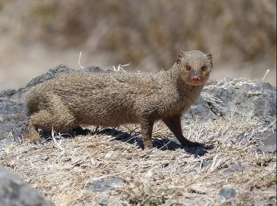 Aparentemente frágil, animal tem habilidades que o faz superar as mais temíveis serpentes