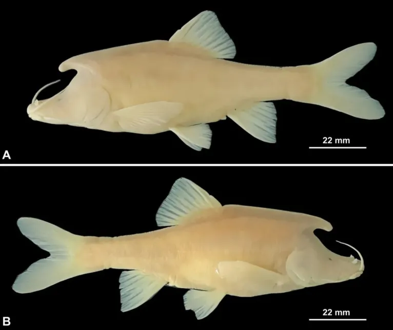Espécie denominada Sinocyclocheilus longicornus sp. nov ou "peixe unicórnio".