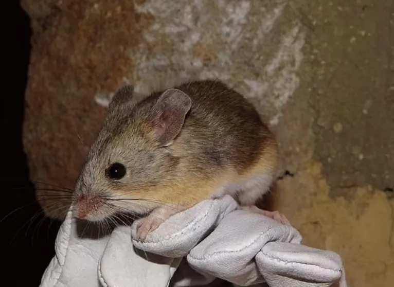 Rato encontrado em Copiapó