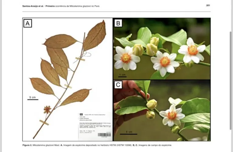 Mitostemma glaziovii Mast, (Passifloraceae)