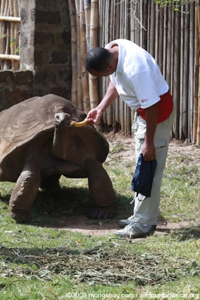 Uma tartaruga gigante de Aldabra vista em 2009, antes do início do projeto de reintrodução da vida selvagem em Madagascar.