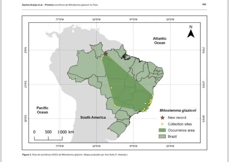 Mitostemma glaziovii Mast, (Passifloraceae)  é nativo do Brasil e foi encontrado durante uma expedição do Instituto de Desenvolvimento Florestal e da Biodiversidade (Ideflor-Bio)