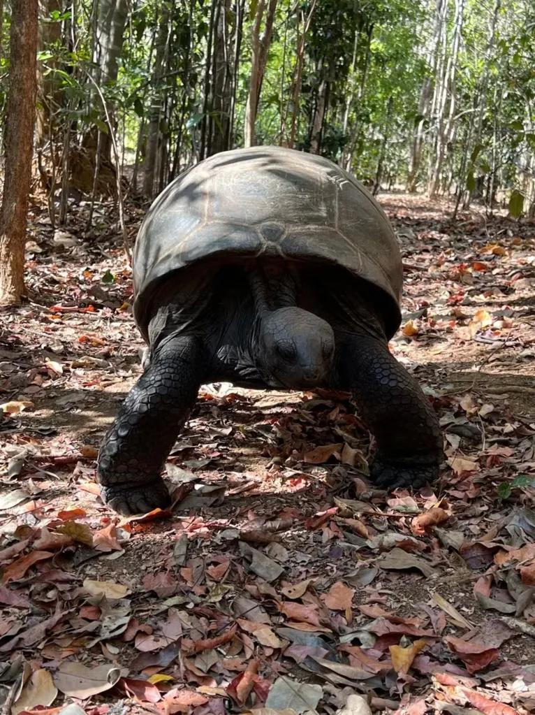 A tartaruga gigante de Aldabra, fotografada na Reserva Anjajavy em 26 de agosto de 2022.