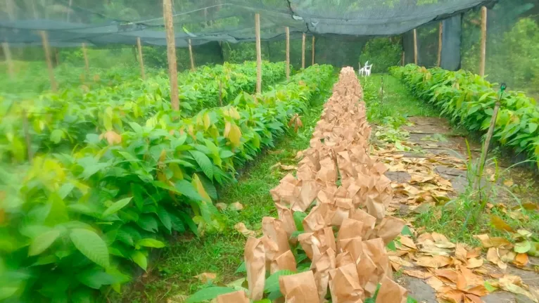 Brasil é o sexto maior produtor de cacau do mundo