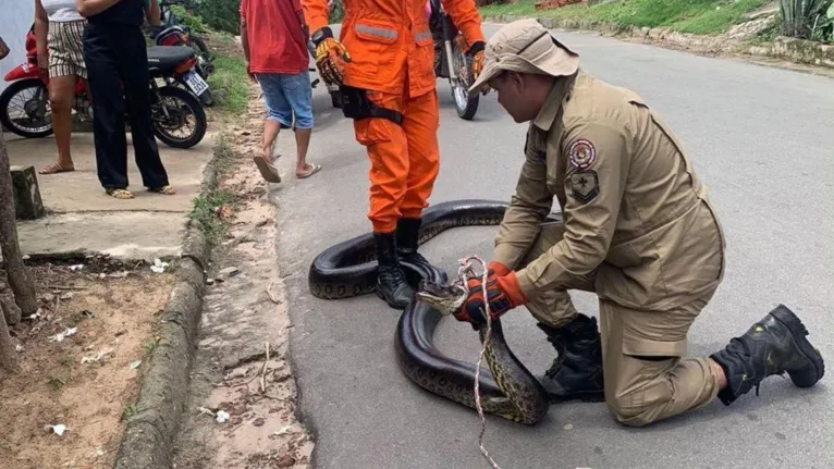 Animal foi devolvido a zona rural pelo Corpo de Bombeiros