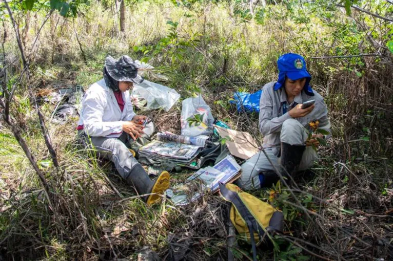 Cientistas avistaram a Mitostemma glaziovii em uma mata de igapó