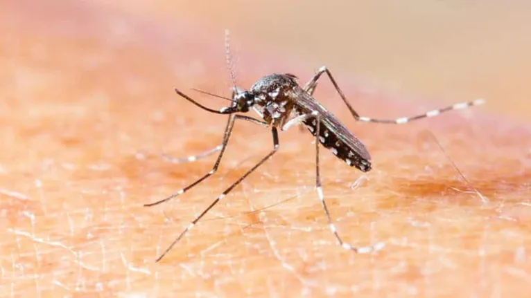 A chegada do período chuvoso acende o alerta para um perigo iminente nas cidades da Amazônia, a dengue.