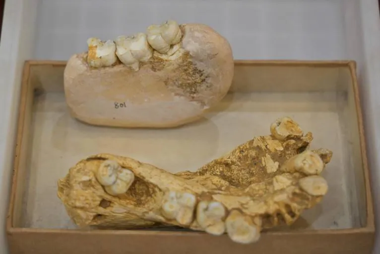 Fosseis do primata; até hoje, foram encontradas quatro mandíbulas e cerca de 2.000 dentes isolados da espécie