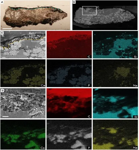 Análise SEM-EDS da seção delgada da amostra S9. A, fotografia da amostra S9; a linha tracejada representa camadas de matéria de cor escura formando o 'contorno do corpo'. B, imagem retroespalhada da amostra S9 mostrando a espessura irregular e textura microgranular da camada 'contorno corporal'. C, imagem detalhada da camada superficial escura, com mapas elementares associados de C, Si, Ca, P e Na. D, close da camada superficial com mapas elementares associados de C, Si, Ca, P e Na. As barras de escala representam: 100 μm (A); 10 μm (C); 5 μm (D).