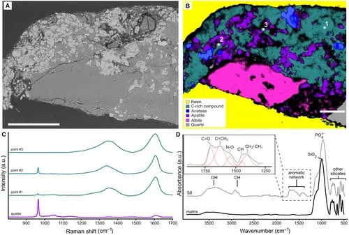 Espectroscopia Micro-Raman e ATR-FTIR de amostra do abdômen. A, imagem de retroespalhamento SEM de uma seção fina da amostra S8. B, mapa Raman da mesma amostra em A mostrando a presença de cristais minerais do sedimento que são cobertos por uma camada composta por um composto rico em C; * denota pontos onde espectros únicos foram adquiridos. C, espectros Raman de composto desconhecido e apatita. D, Espectros ATR-FTIR de amostras do abdômen e matriz rochosa. As barras de escala representam: 100 μm (A); 50 μm (B).