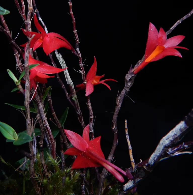 A nova subespécie de orquídea descoberta na Indonésia distingue-se pelas suas flores avermelhadas