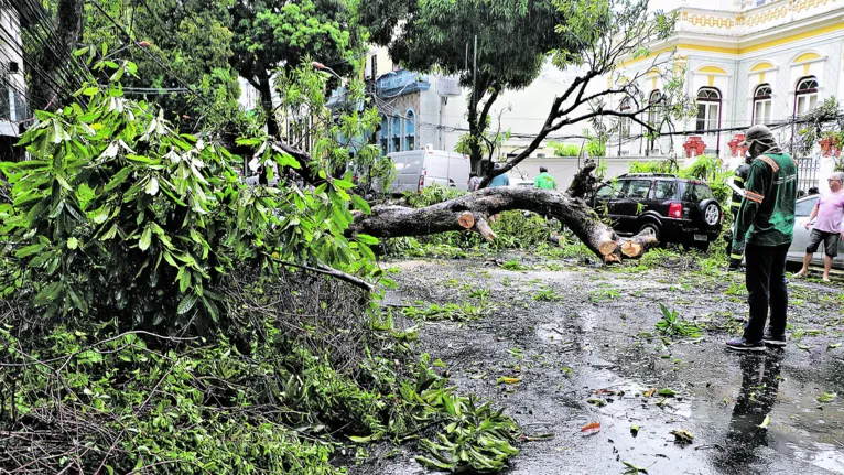 Árvore caiu no centro de Belém