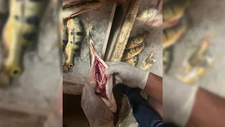 Fiscalização constatou que maioria dos peixes estava "ovados"