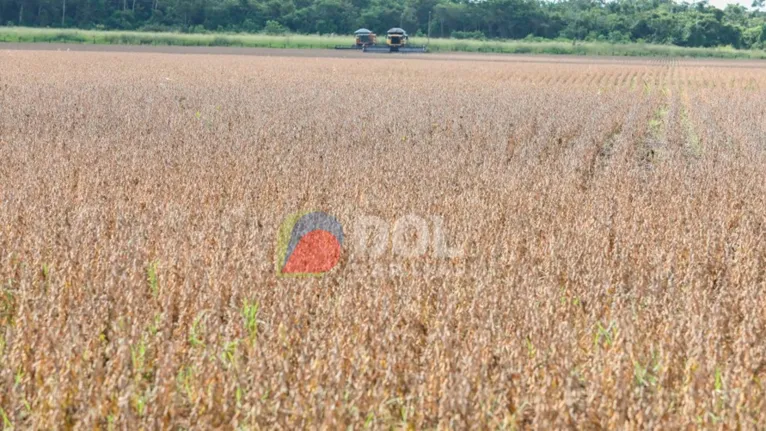 No Pará, a semeadura é dividida em três regiões, que possuem períodos distintos