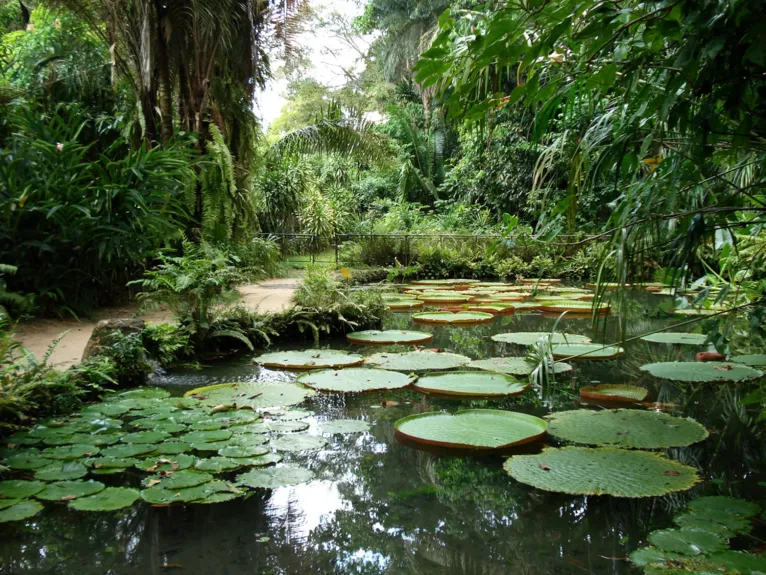 A planta aquática vitória-régia