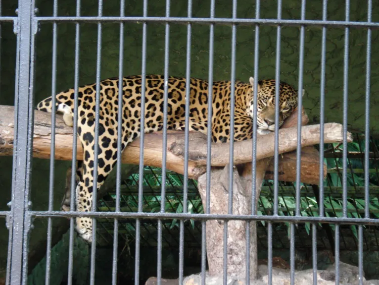 Onça-pintada, o maior felino das Américas e o maior carnívoro da América do Sul
