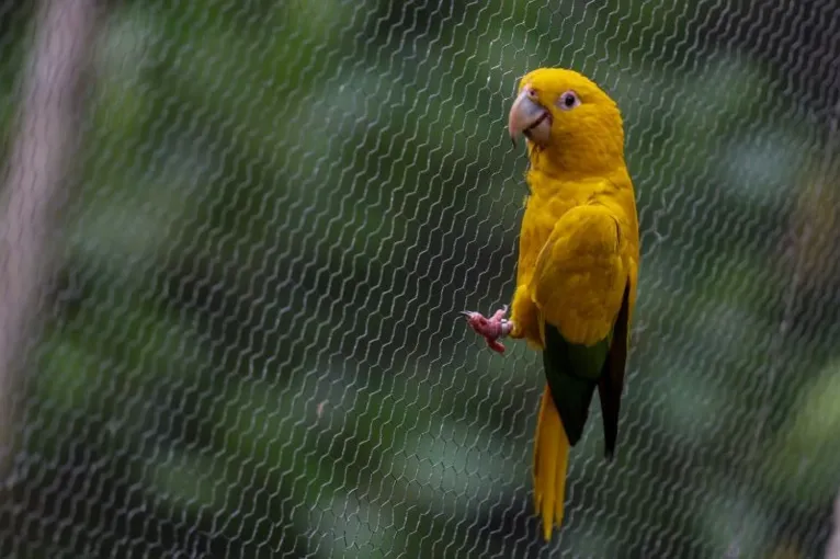 As ararajubas possuem o verde e amarelo na plumagem