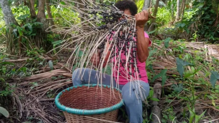 Colheita do fruto está menor na entressafra