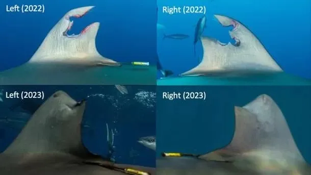 A barbatana dorsal do tubarão cicatrizou e cresceu novamente ao longo de um ano.