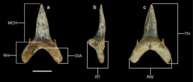 A nova espécie têm dentes grandes, caracterizados pelo seu comprimento e forma de gancho na ponta e bordas cortantes