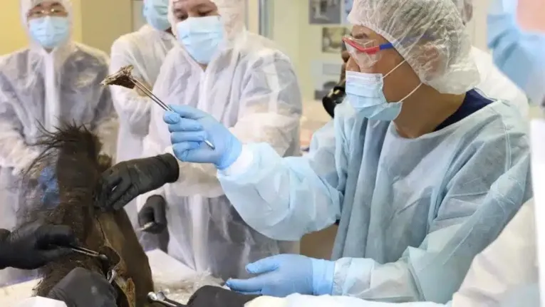 Pesquisadores seguram uma amostra de tecido removida do bisão.