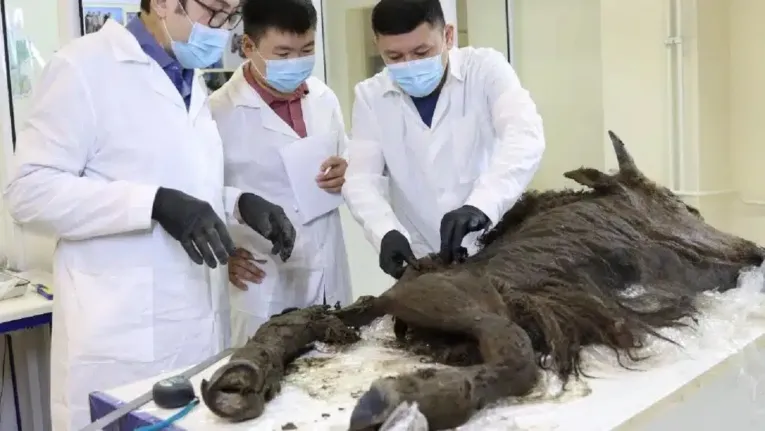 Os pesquisadores ao redor do bisão durante a necropsia.