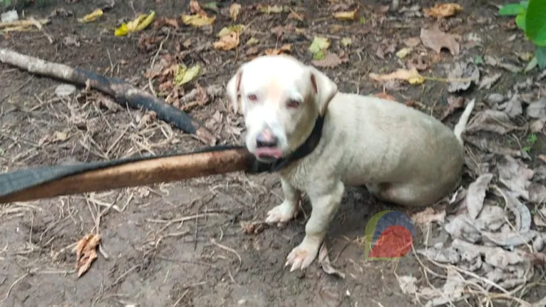 Cachorro foi resgatado no bairro São Félix