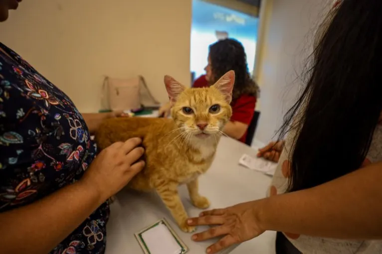 "Pará Patas" leva serviço de saúde gratuito a pets em Belém