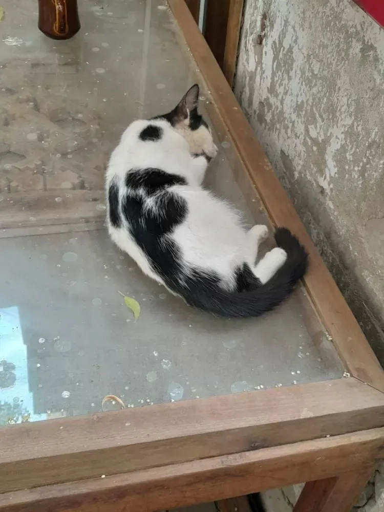 Gato dorme tranquilamente em uma mesa no bairro de Al Balad, em Jidá.