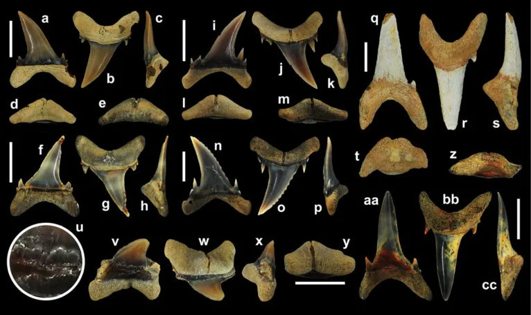 Os dentes da nova espécie de tubarão do Paleoceno em vários ângulos diferentes